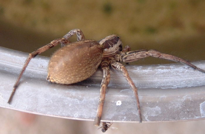 Hogna radiata